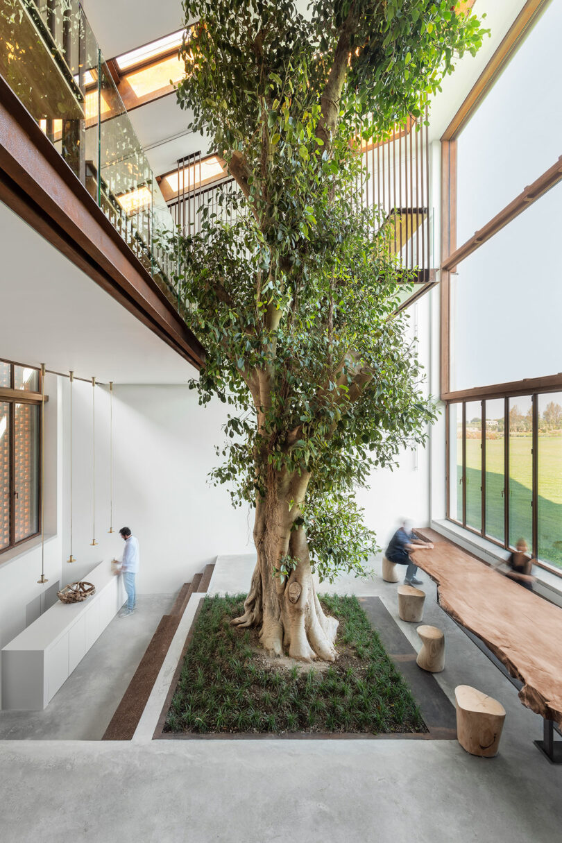 Modern home interior with giant ficus tree growing in the center with wall of windows to the right