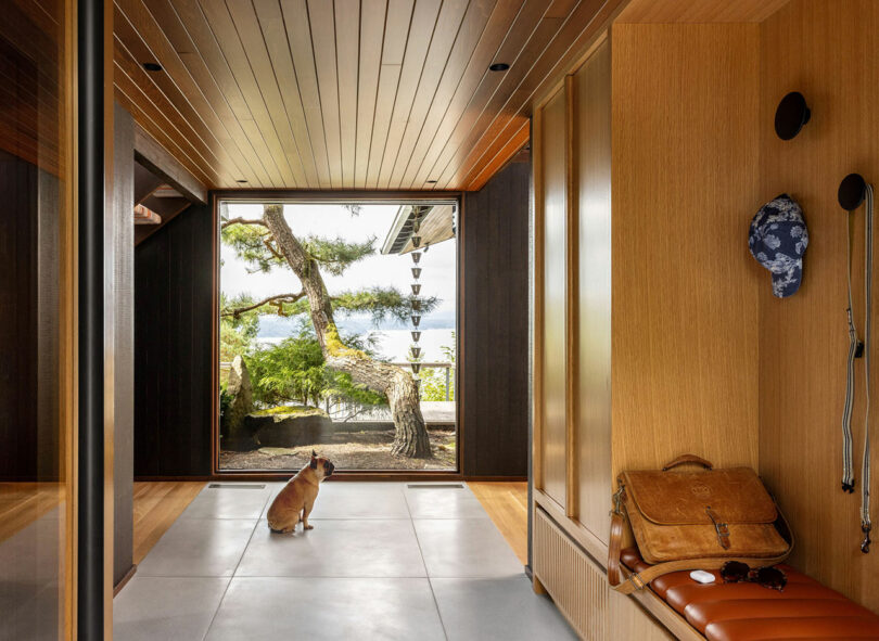 A cat sits facing a tree seen through an open door in a modern hallway featuring wooden walls and a bench with a leather bag.